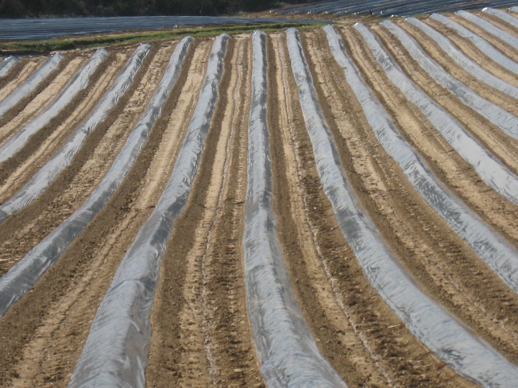 El jornal del espárrago navarro: de Jódar a Mendavia