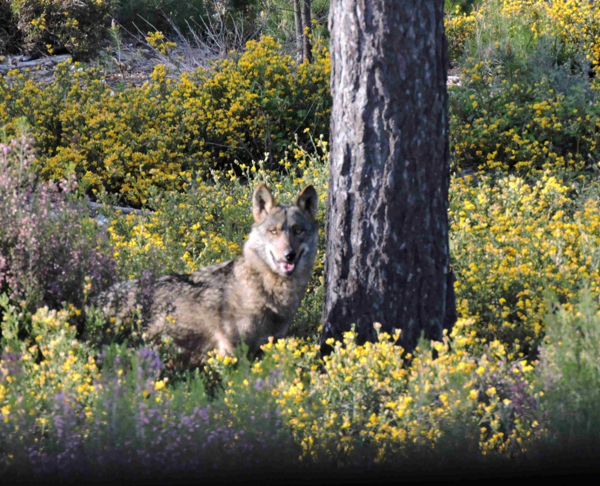 Ecologistas en Acción pide a la Junta que actúe ante la extinción del lobo