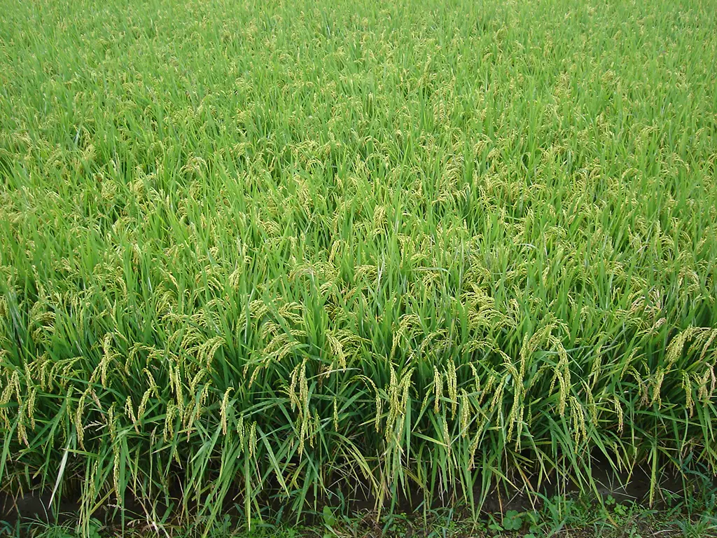 Arroceros preocupados por la falta de agua en embalses para la siembra de verano