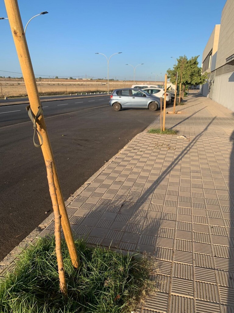 Arbol Utrera