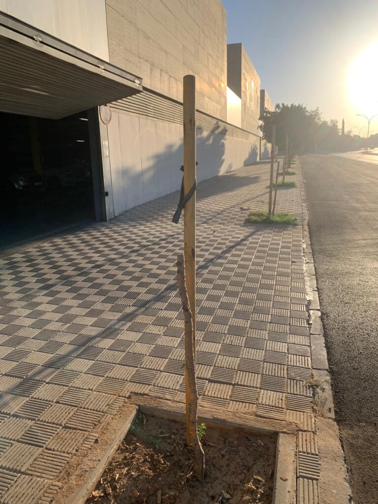 Arbol Utrera