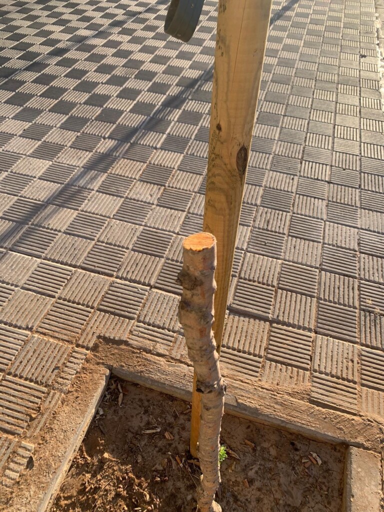 Arbol Utrera