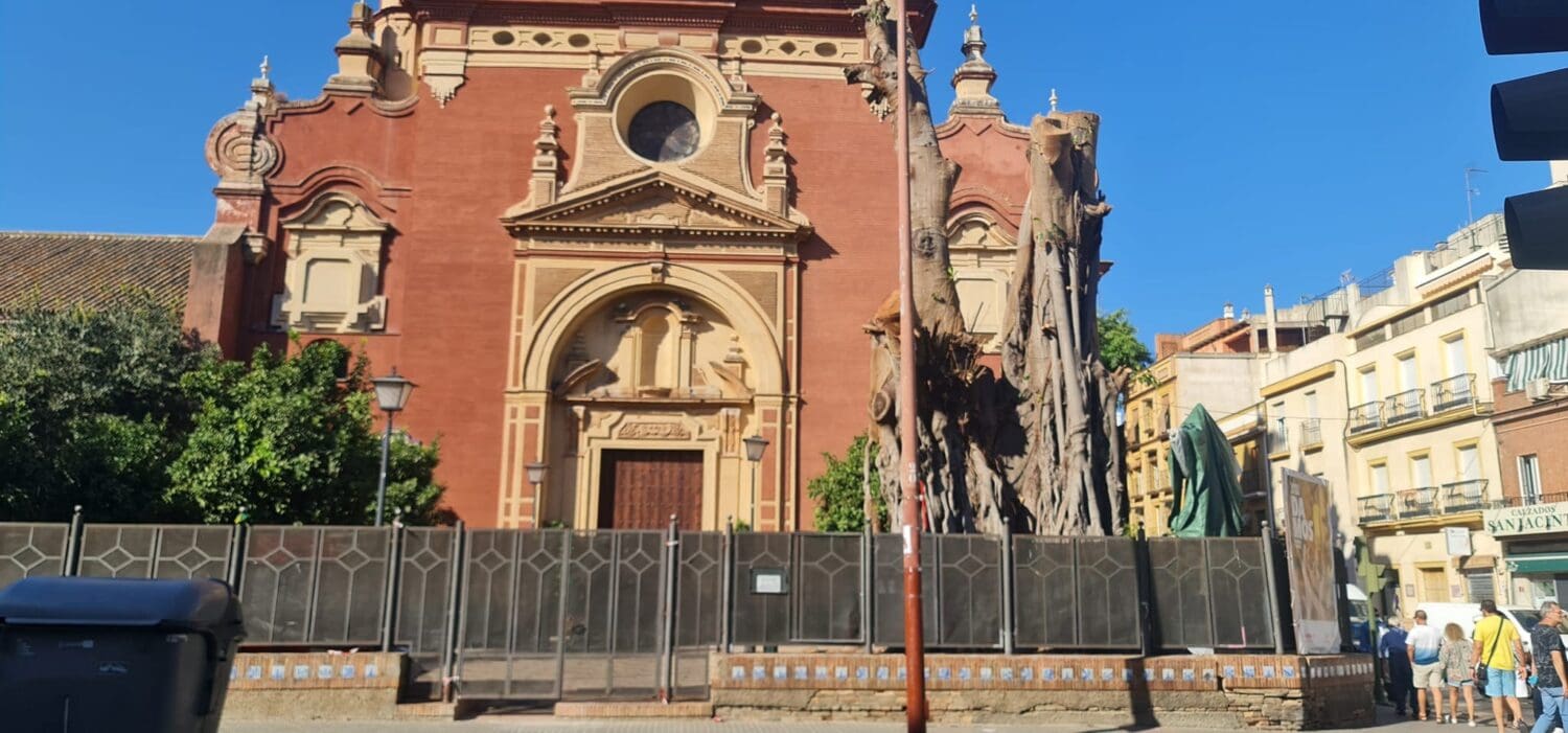 El Ayuntamiento de Sevilla, investigado por vía penal por la tala del ficus de San Jacinto, propondrá al Pleno otorgar una subvención desorbitada directamente a quienes solicitaron apearlo