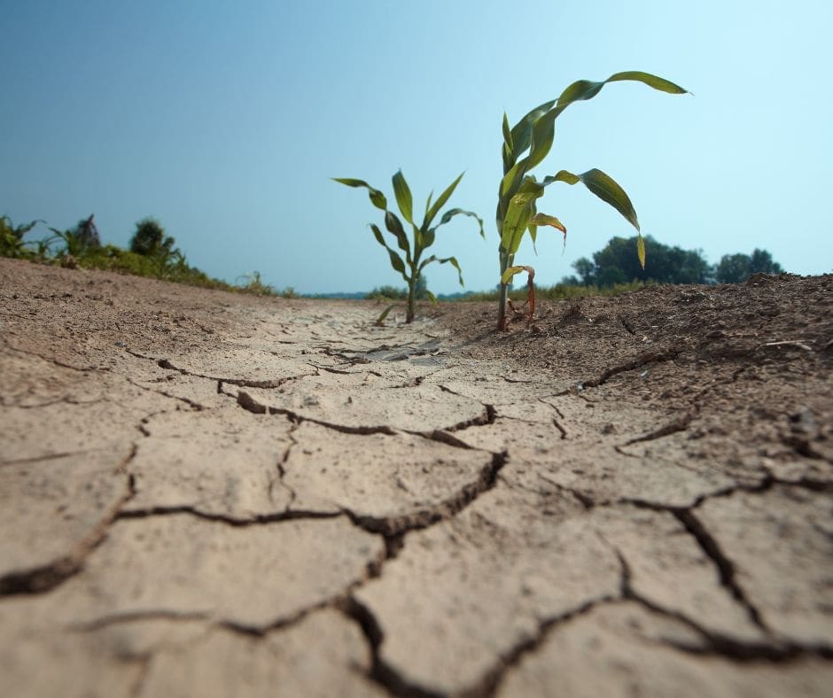 Los agricultores de las Marismas del Guadalquivir se quedan fuera de las ayudas de sequía