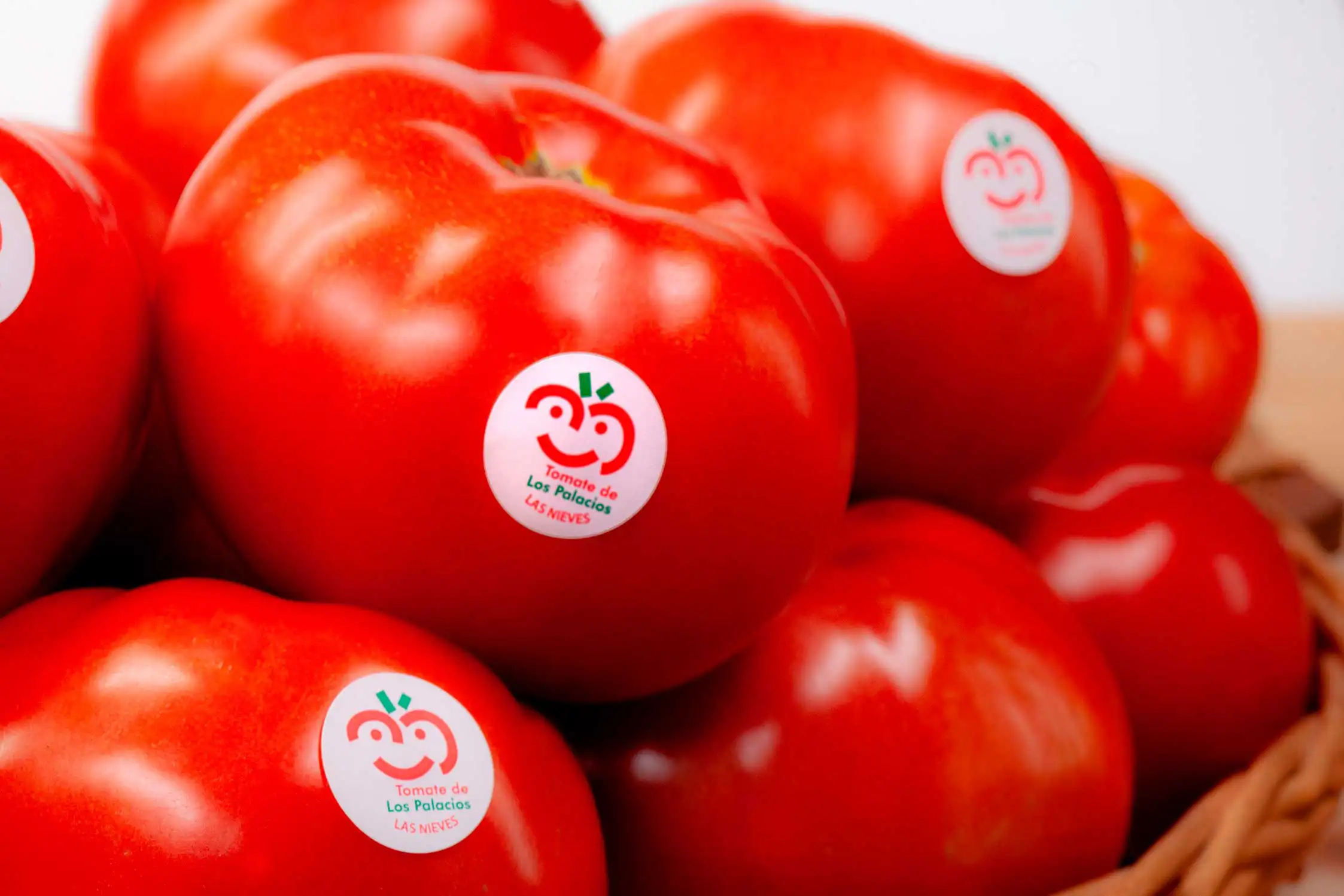 La primera cosecha de la campaña superará los 11,5 millones de kilos de tomate pese a la sequía