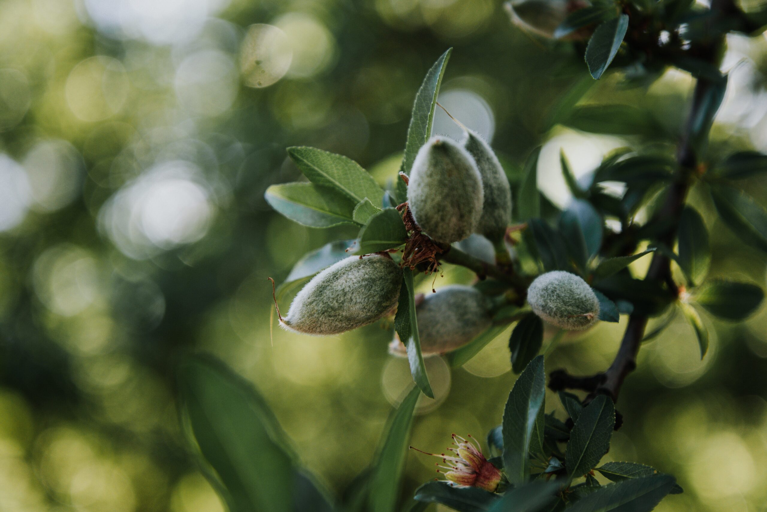 La Mesa Regional de Frutos Secos alerta de la grave crisis del sector en Andalucía
