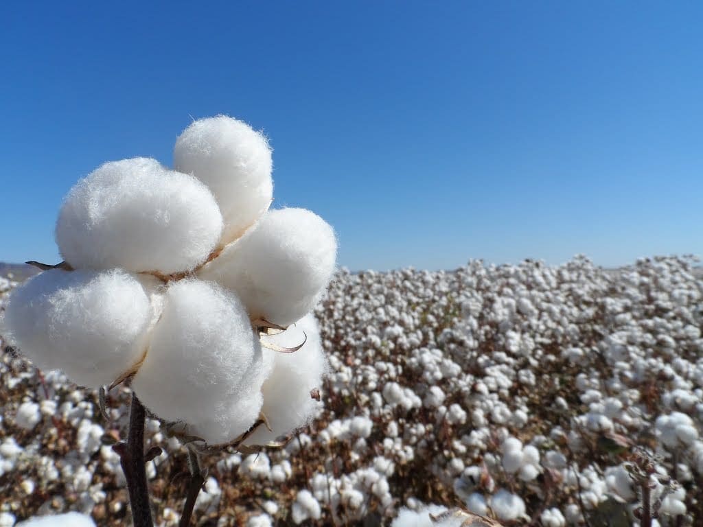 COAG pide a la Junta que flexibilice los requisitos para acceder a las ayudas del algodón por la sequía