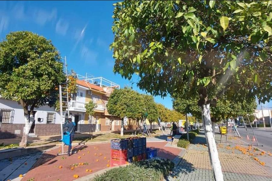 Comienza la campaña de recogida de naranjas