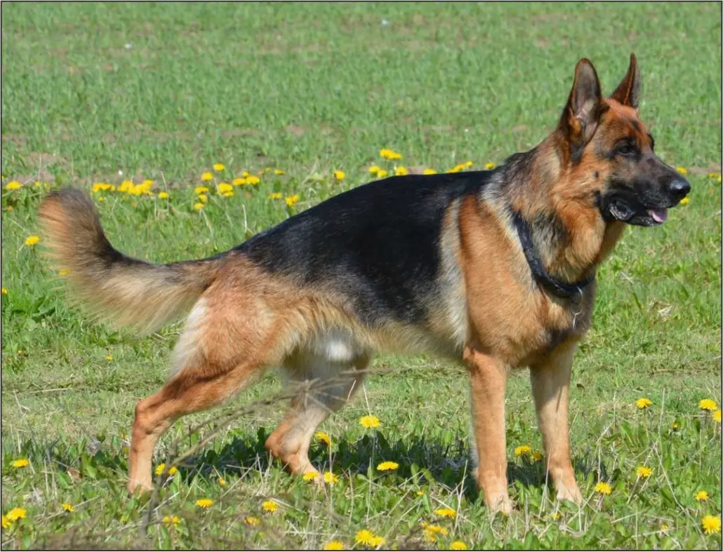 La Ciudad de Utrera será el centro neurálgico del Pastor Alemán este fin de semana