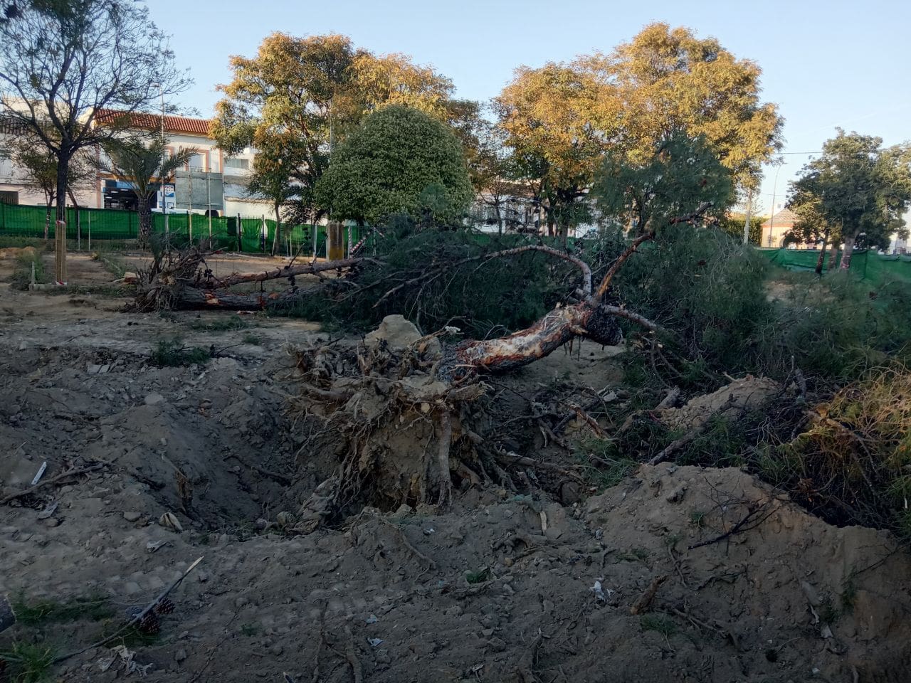 Árbol arrancado de raíz en el parque Cristo de los Afligidos