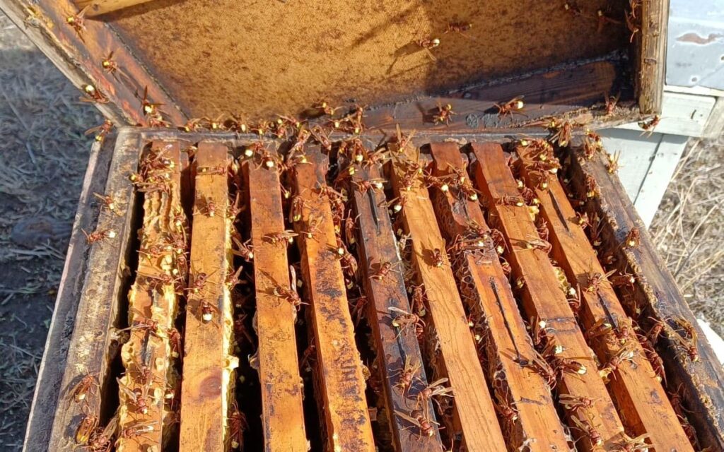 Ataque a colmena de abejas