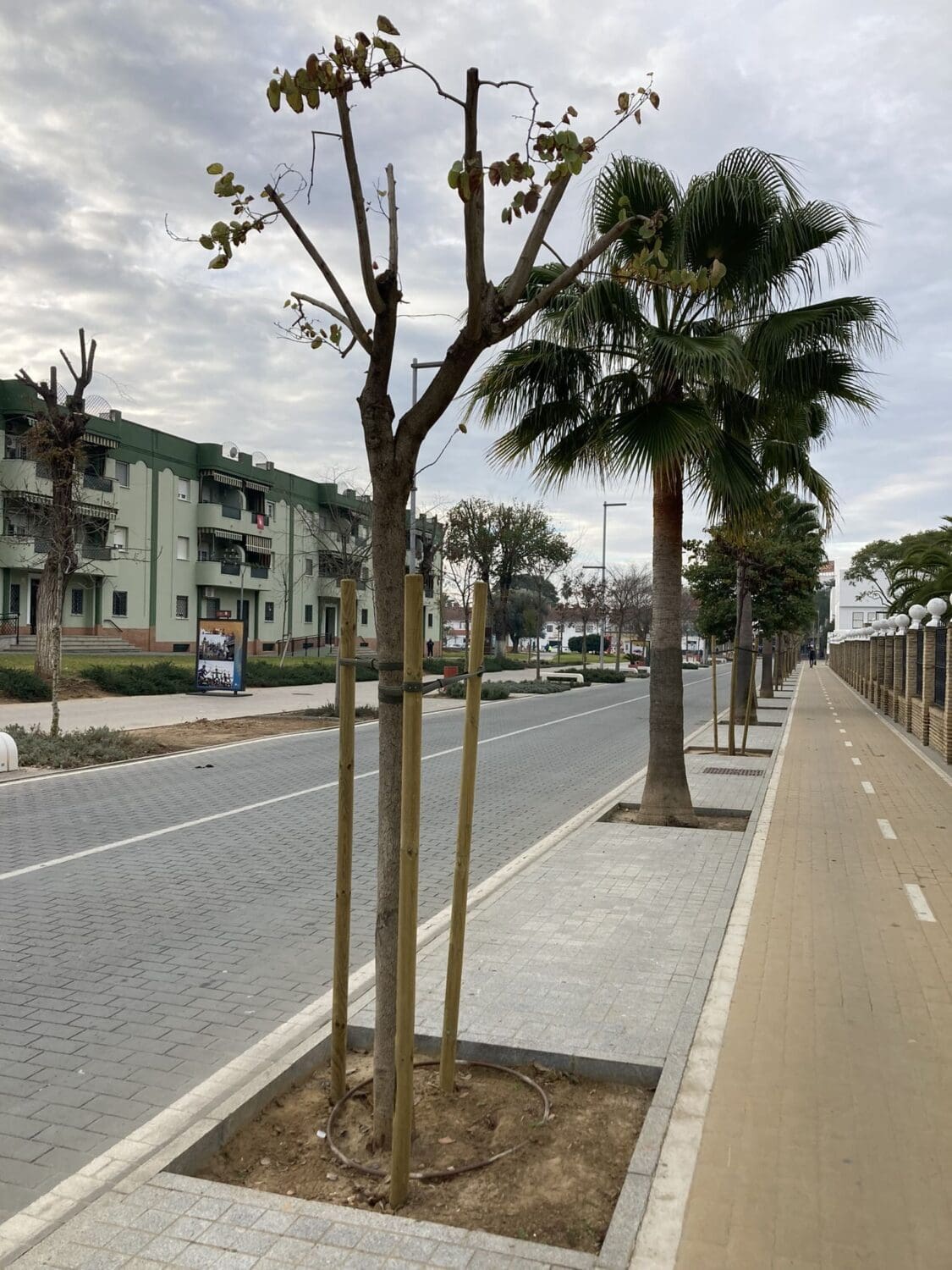 Replantados en Utrera 229 árboles tras el paso de la tormenta Bernard. El Ayuntamiento espera llegar a los 600 en febrero