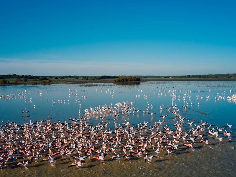 Doce municipios del área de influencia de Doñana firman mañana el Acuerdo de Municipios por Doñana