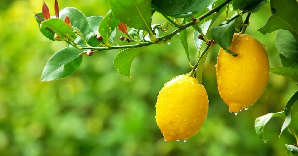 El Gobierno destina más de 3,7 millones en ayudas para 2137 productores de frutales y frutos de cáscara en Sevilla