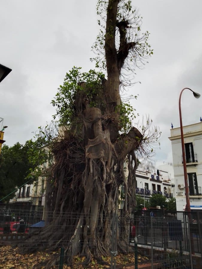 El ficus de San Jacinto necesitará más terapia de nutrientes