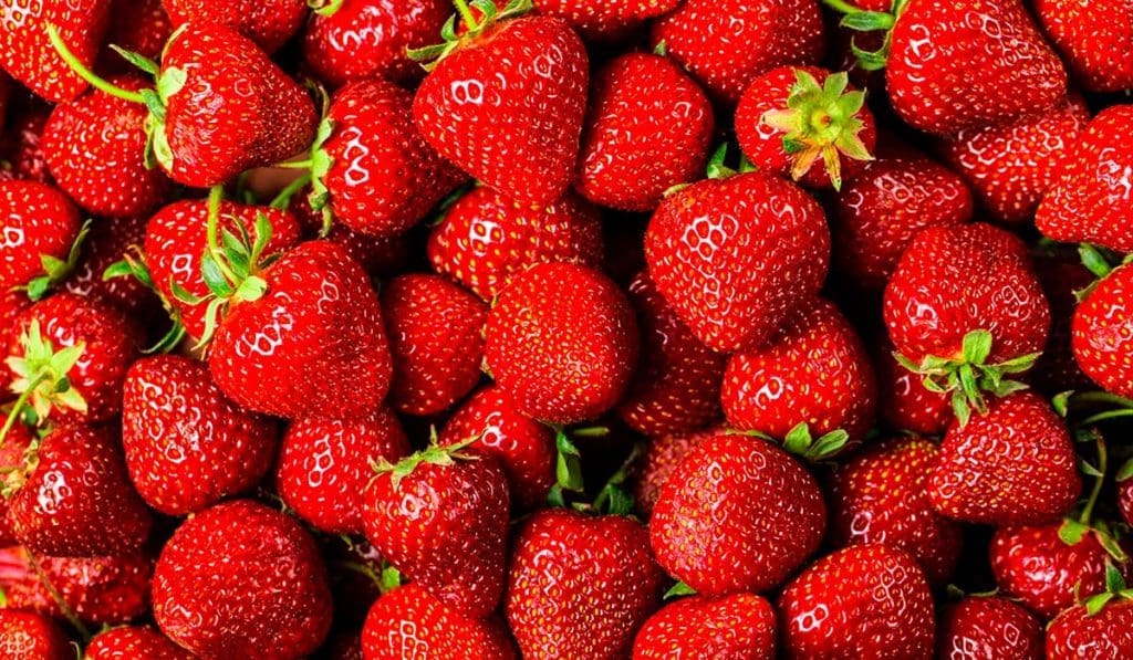 COAG exige la paralización inmediata de la importación de fresas y otros productos frescos de Marruecos