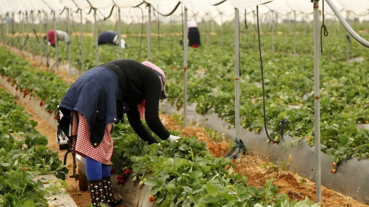 Expulsada con cáncer: una trabajadora de la fresa es repatriada a Marruecos