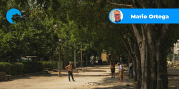 bosque mo