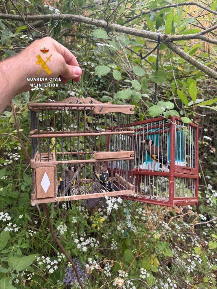 málaga. sucesos. la guardia civil investiga a dos personas por la captura ilegal de aves fringílidas