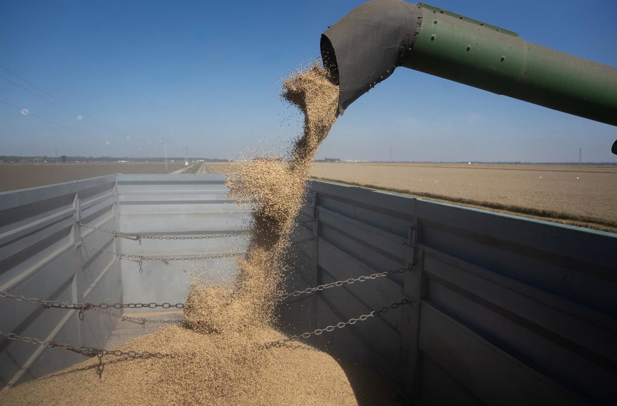 sevilla. arroceros de sevilla prevén alcanzar las 300.000 toneladas este año, un 50% más, por las "mejores condiciones"