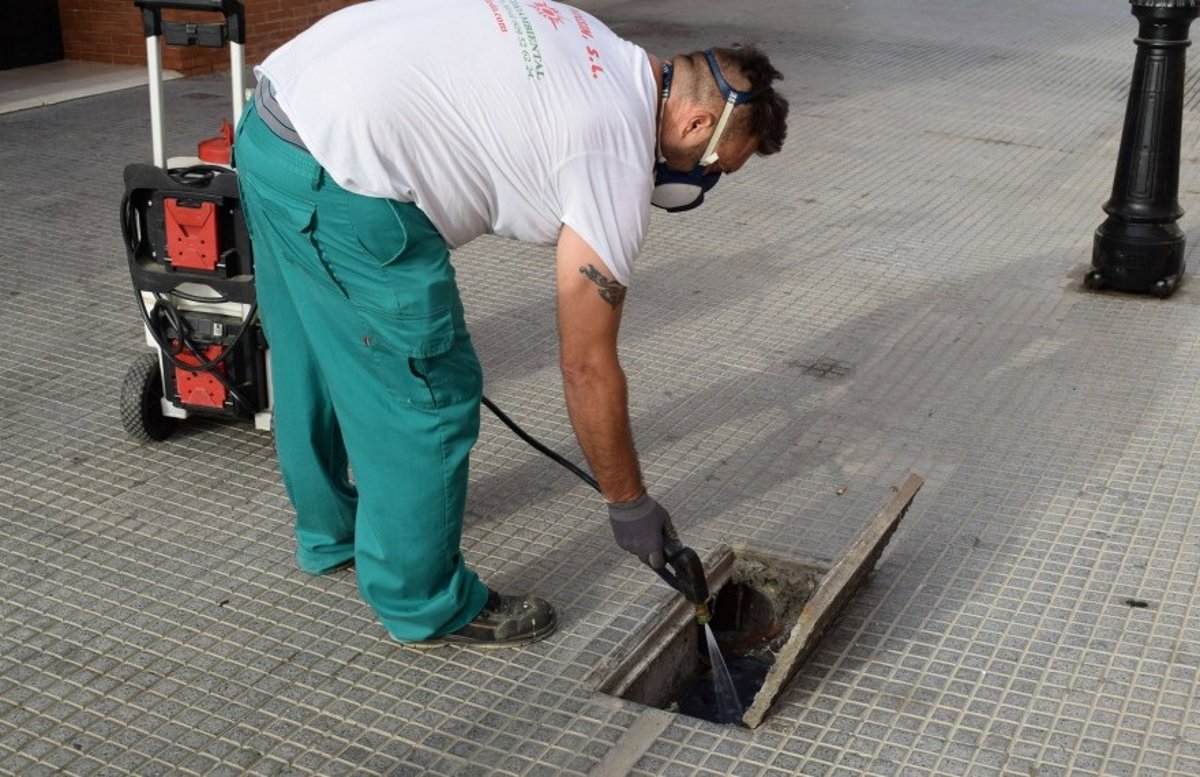 sevilla. los palacios refuerza la inspección de imbornales para frenar la proliferación del mosquito del nilo