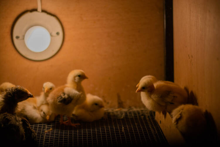 guatemala: producción familiar de aves de corral