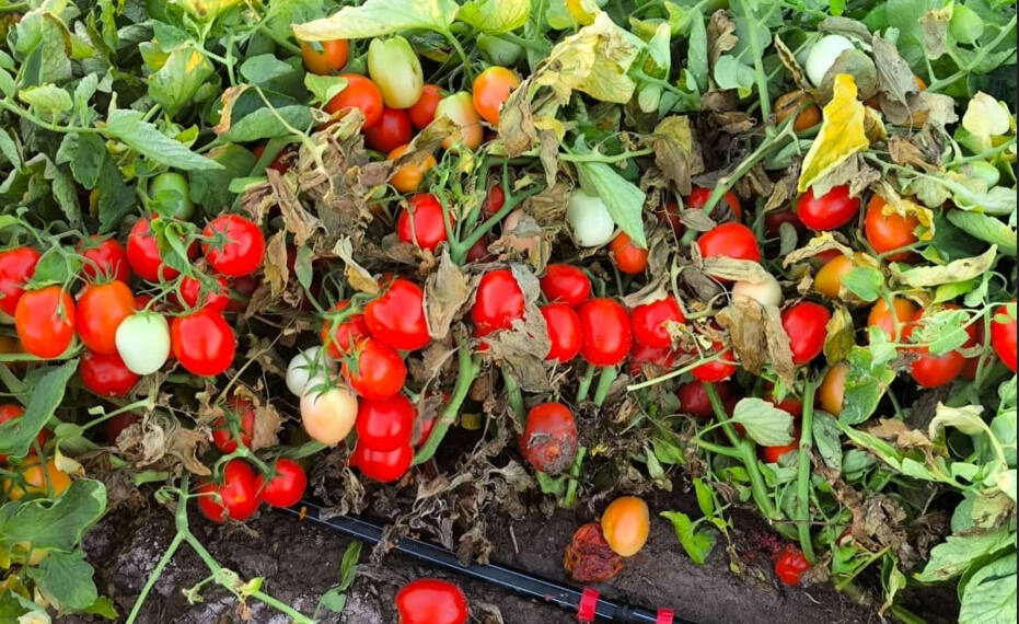 tomate industria 2025