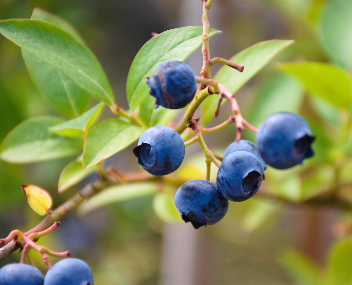 La superficie de cultivo de arándano en la provincia de Huelva crece desde 2021 casi en 1 000 hectáreas