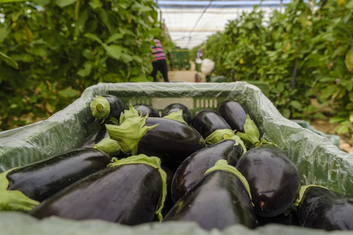 hortyfruta advierte de la "inestabilidad" en el mercado del calabacín, la berenjena y el tomate liso