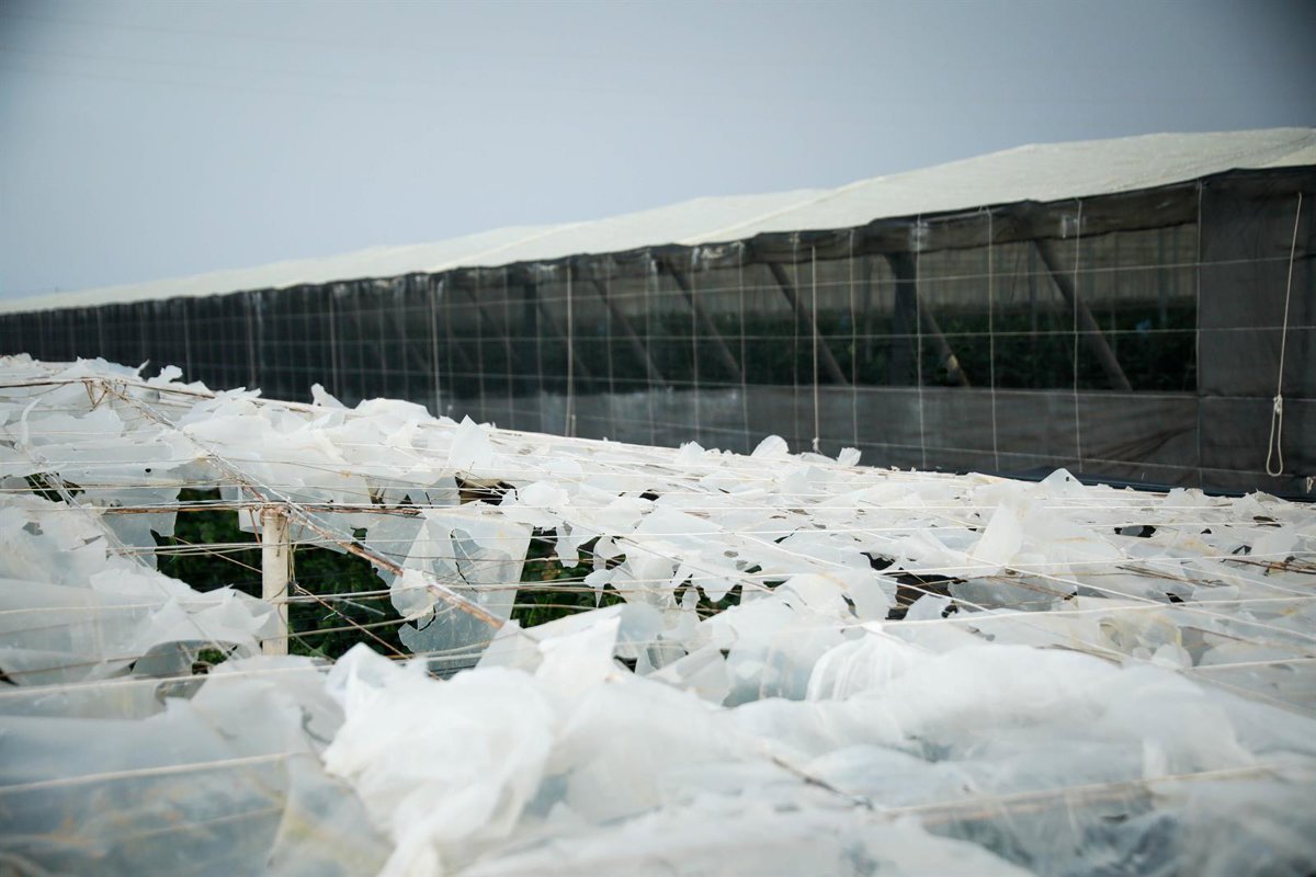 El Ejido lanza 309 000 euros en ayudas para invernaderos colapsados por granizo en la dana de octubre de 2024