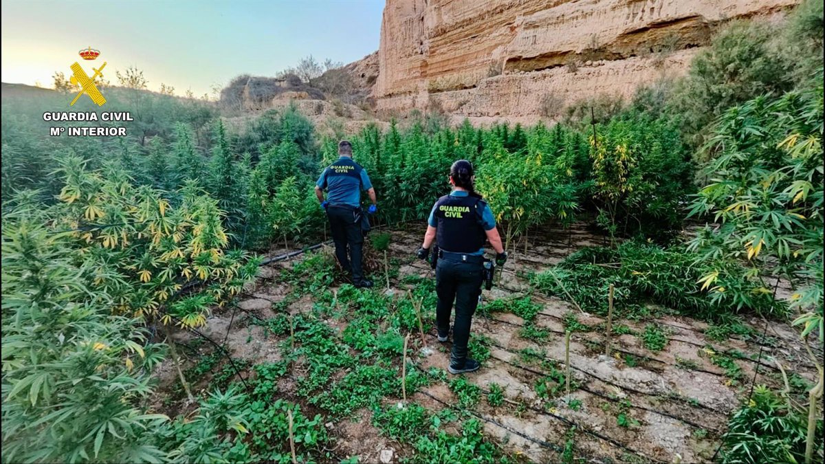 Detenidas tres personas en El Ejido tras desmantelar una plantación con más de 2 000 plantas de marihuana