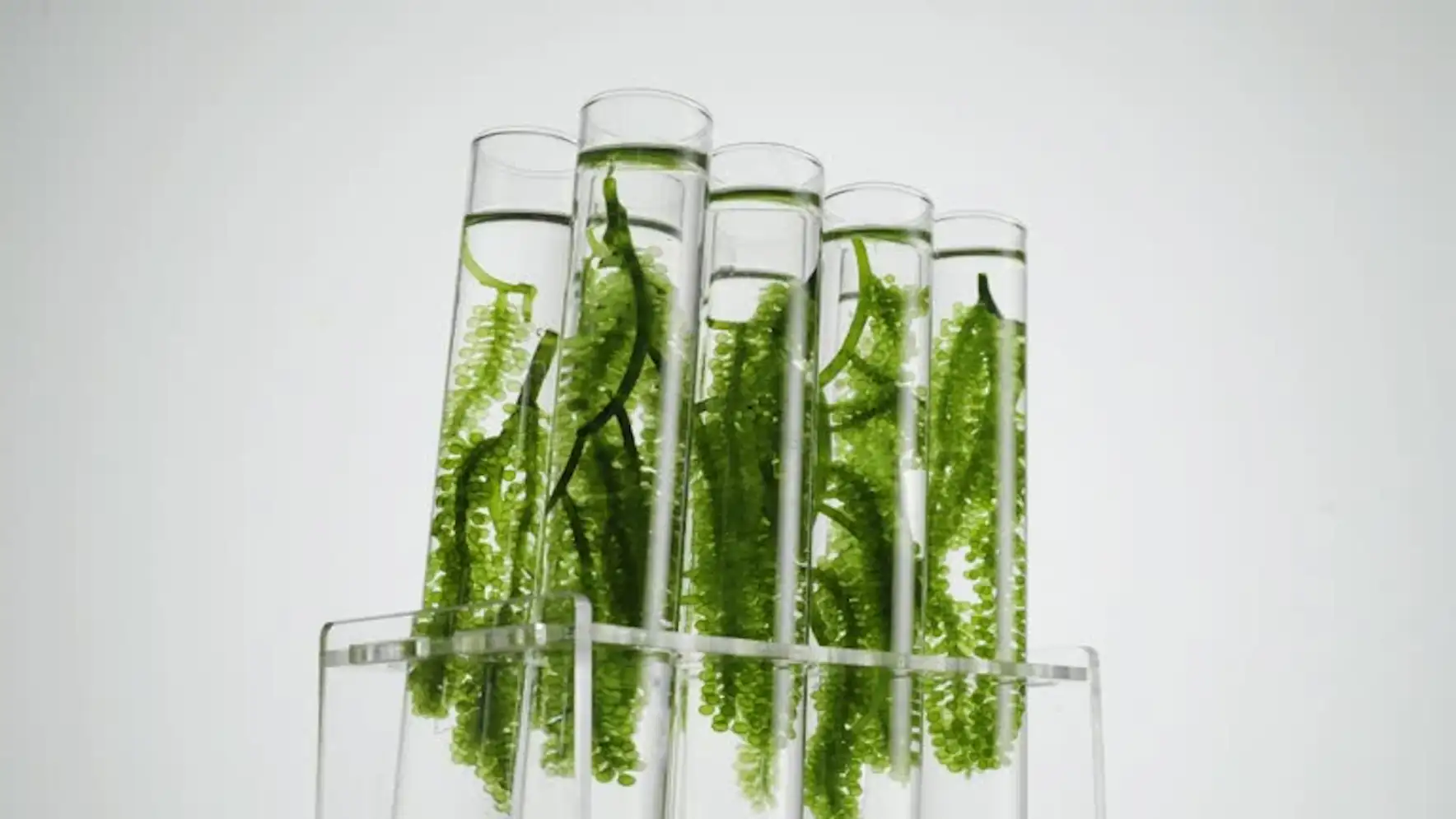 biotecnología marina