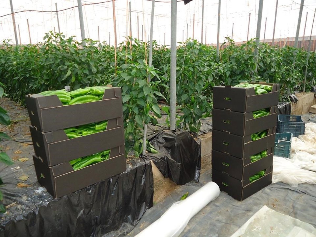 almería. noticia lunes