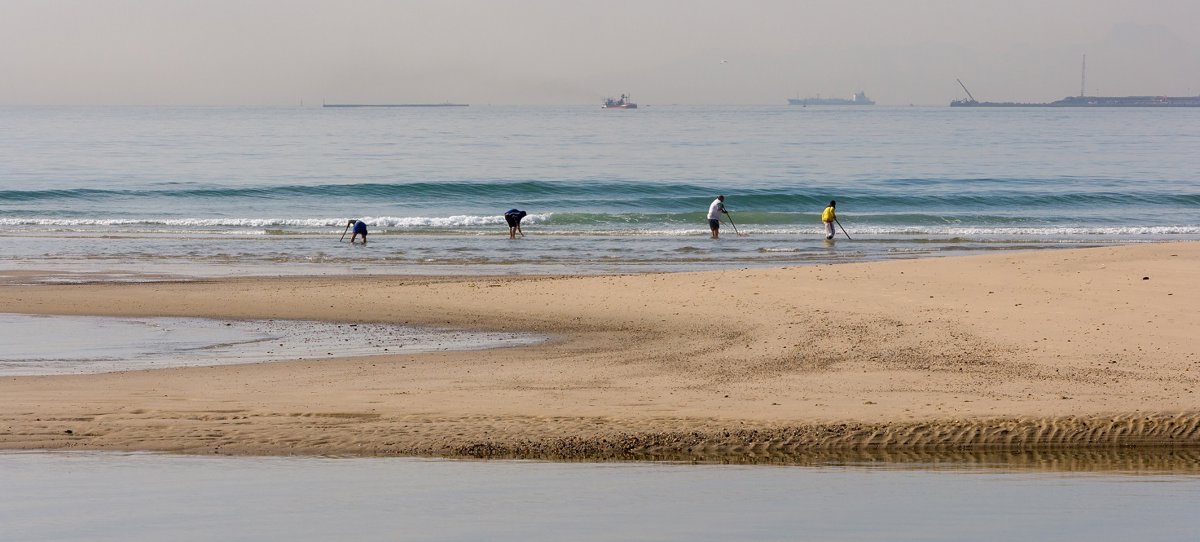 el caladero de la coquina del golfo de cádiz reabre parcialmente al marisqueo a partir de este martes