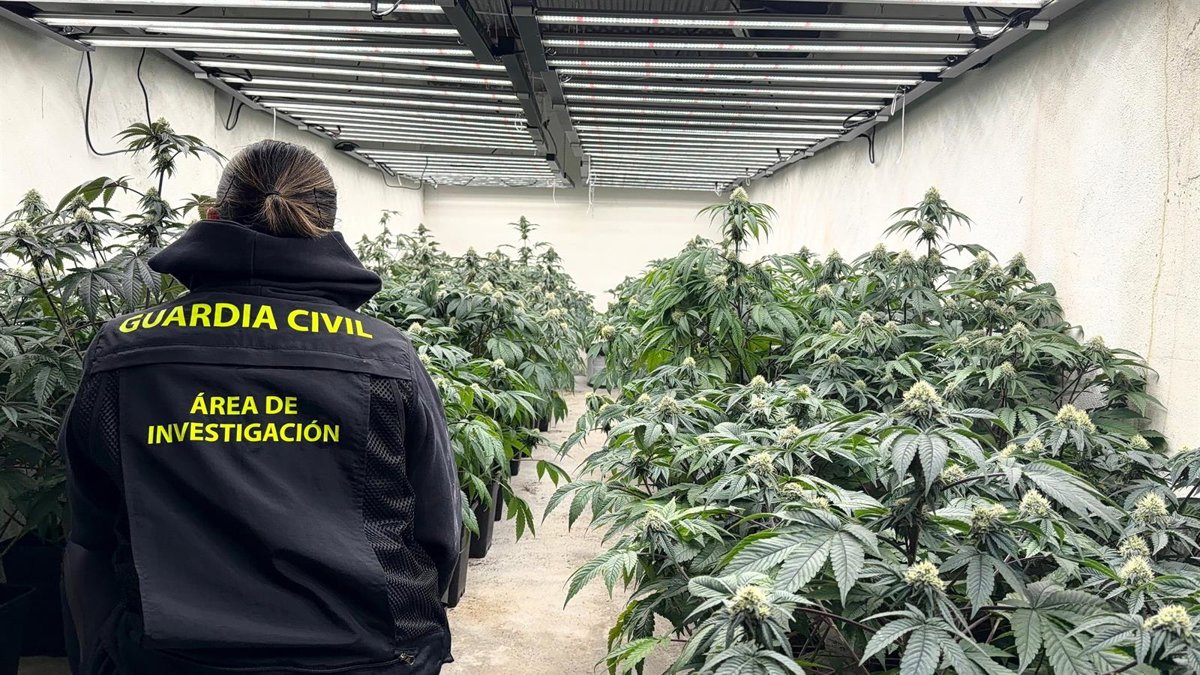 granada. la guardia civil se incauta de 11.605 plantas y cerca de 500 kilos de hachís en diciembre en la provincia