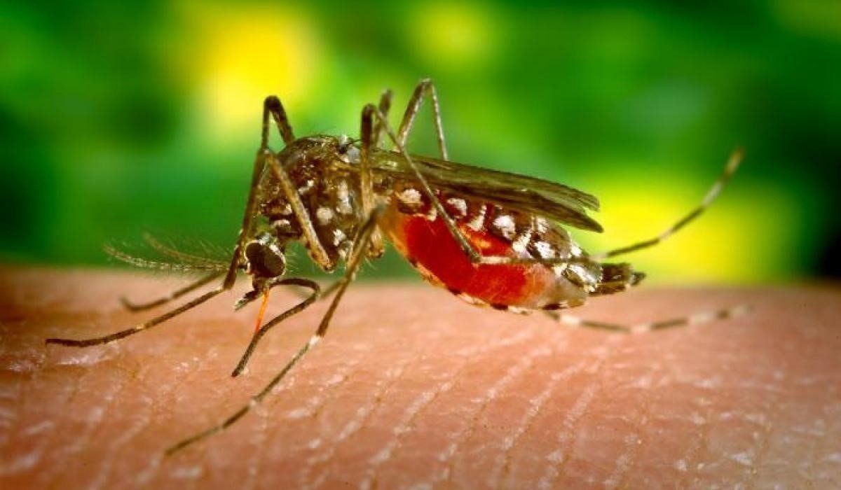 Alerta por virus del Nilo en Peñaflor (Sevilla) tras confirmarse un nuevo caso, el 68 en Andalucía