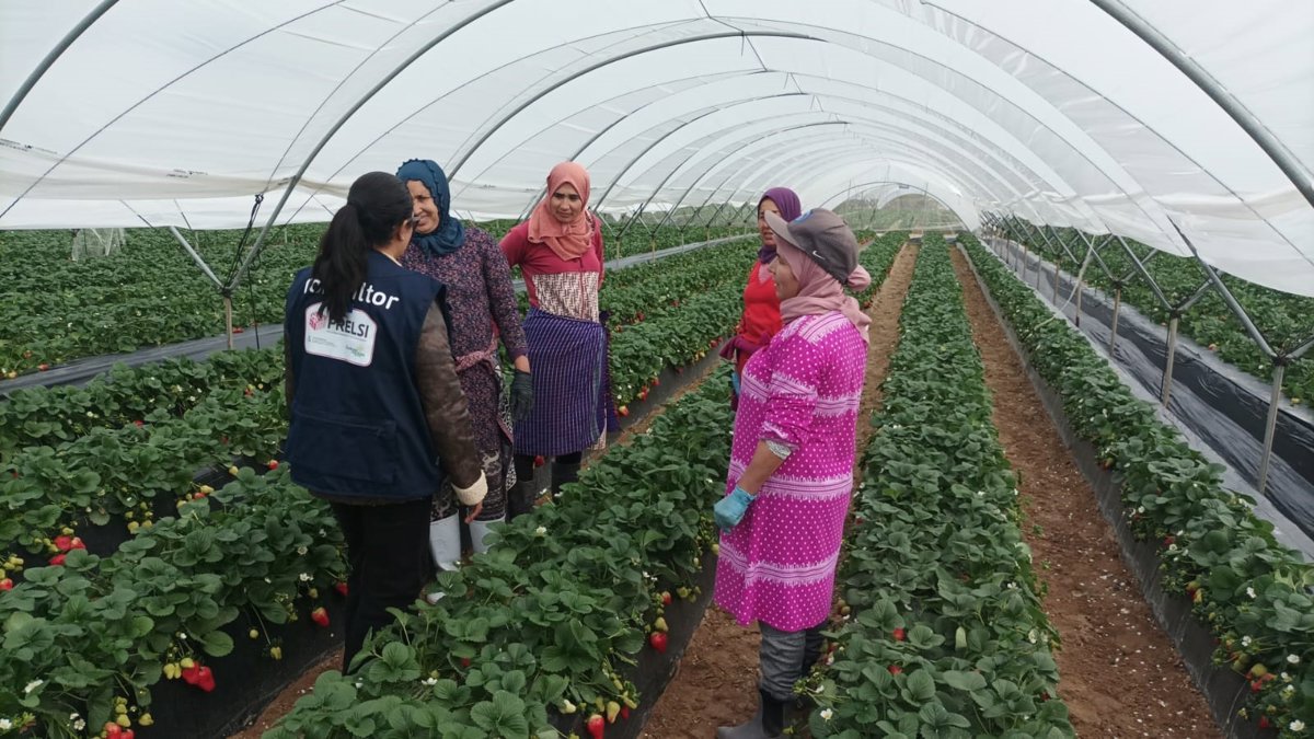 El Plan de Responsabilidad de los frutos rojos de Huelva inspecciona 1.474 alojamientos y atiende a 17.470 temporeros