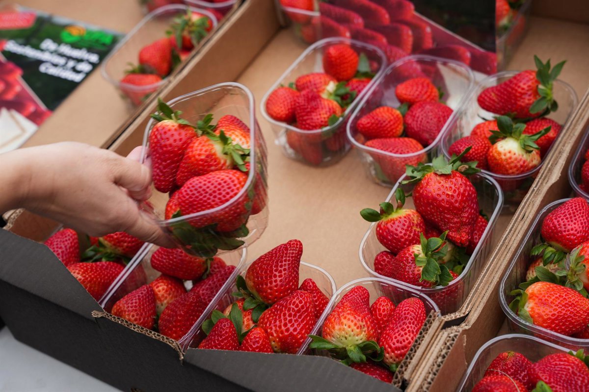 El Gobierno destaca el «liderazgo europeo» de los frutos rojos de Huelva pese al difícil arranque de campaña